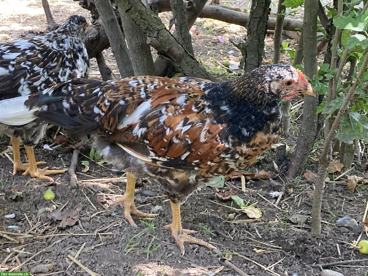 Bild 6: Laufend Blumenhähne abzugeben