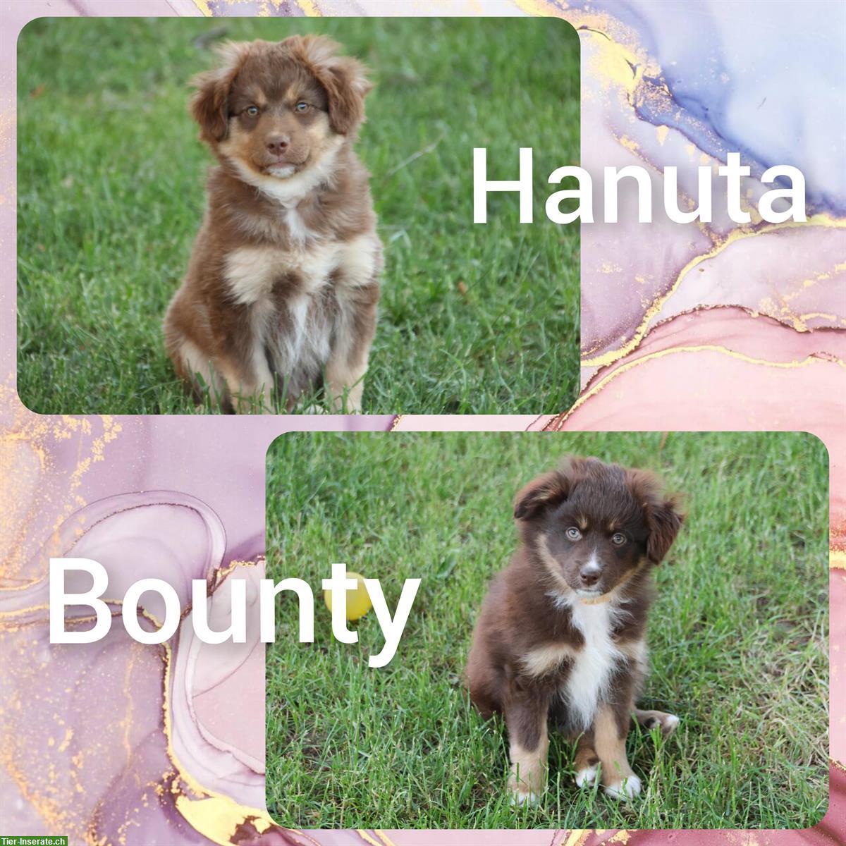 Auszugsbereite Mini Aussie (Miniature Australian Shepherd) Welpen
