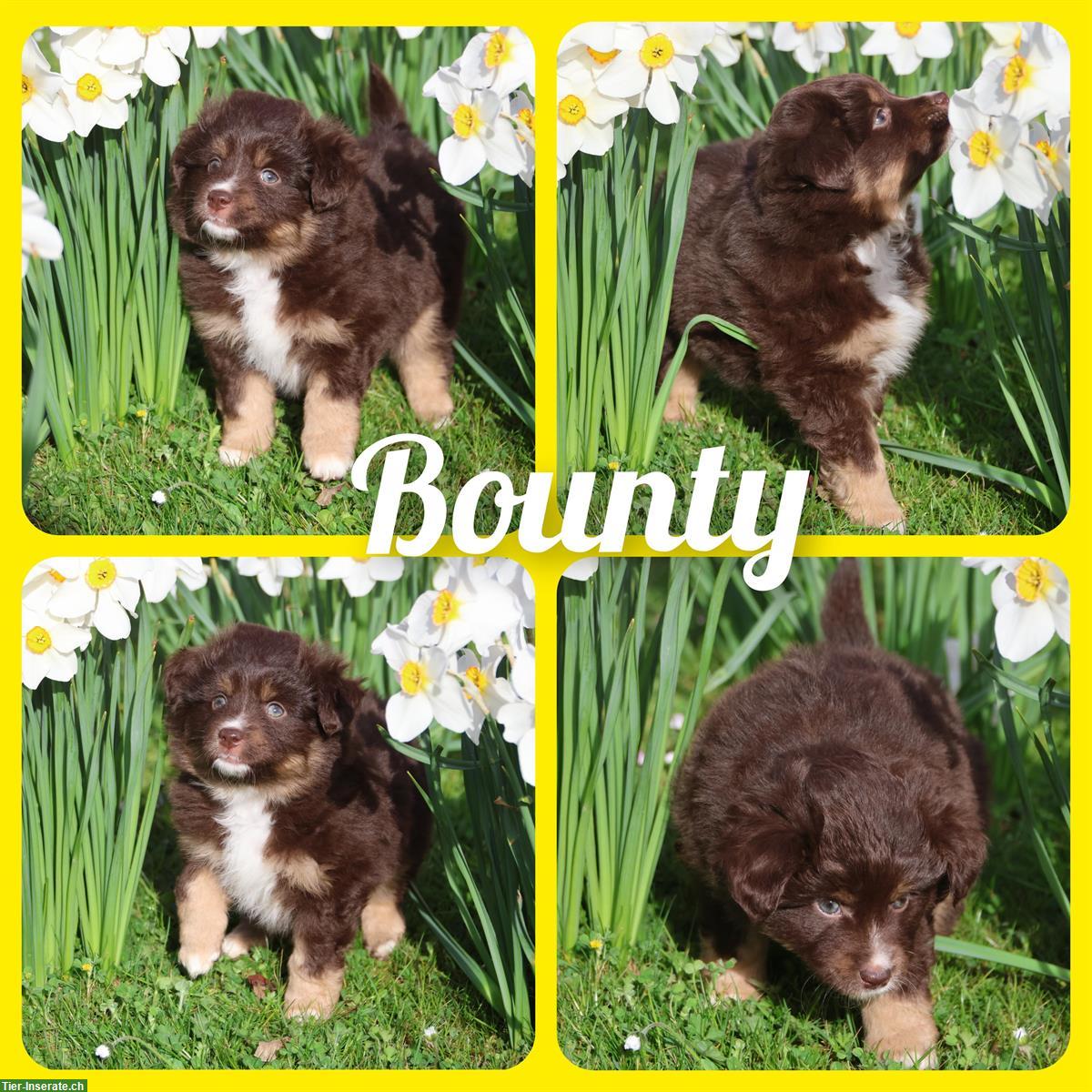 Bild 3: Auszugsbereite Mini Aussie (Miniature Australian Shepherd) Welpen