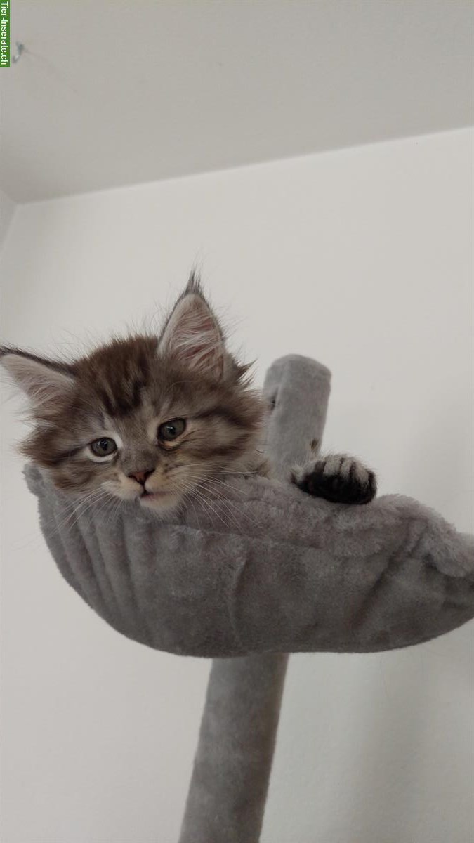 Maine Coon Katerchen sucht Traumzuhause
