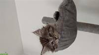 Maine Coon Katerchen sucht Traumzuhause