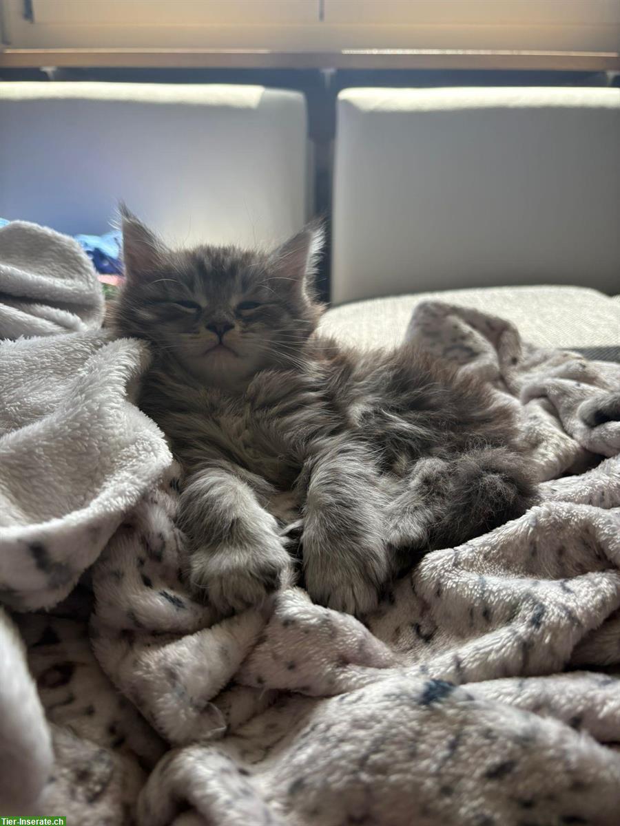 Bild 2: Maine Coon Katerchen sucht Traumzuhause