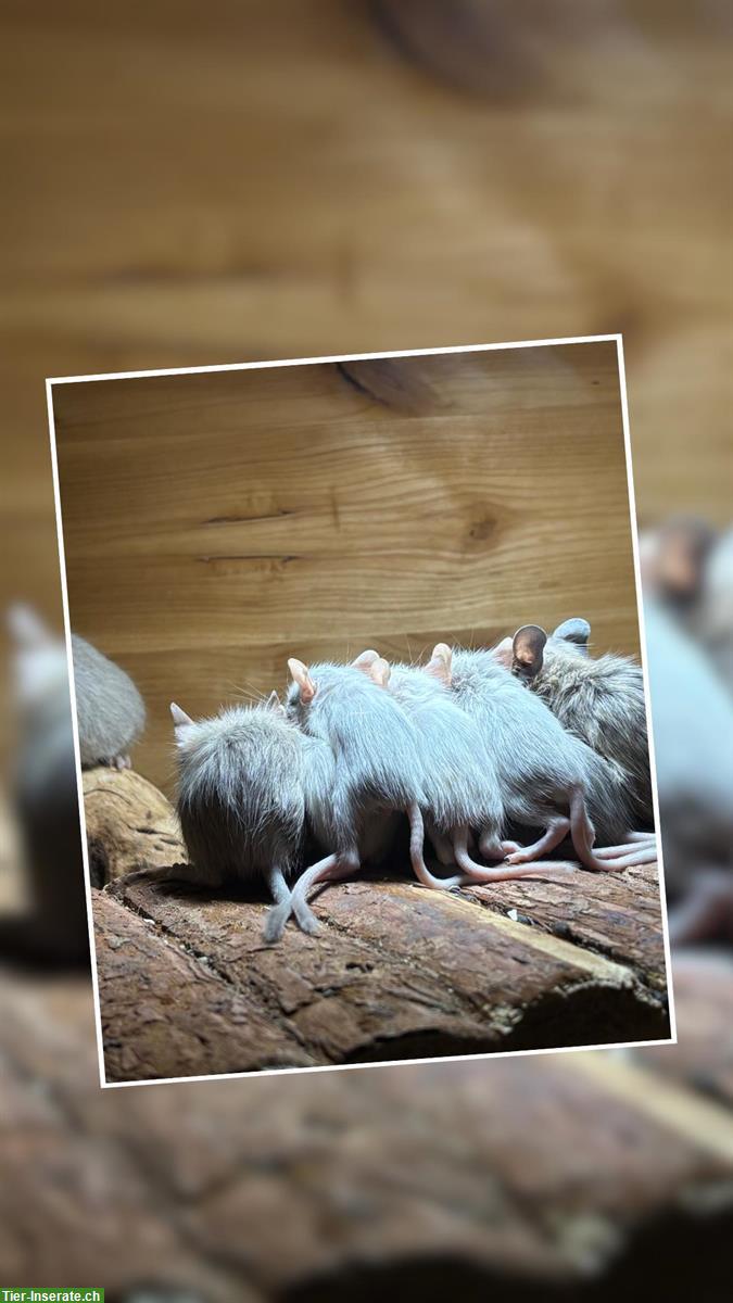 Bild 4: Degu Babys aus liebevoller kleiner Zucht