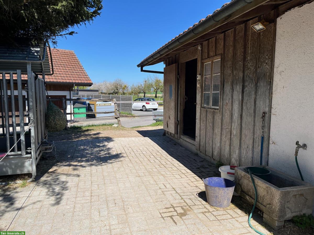 Bild 3: Platz frei in Offenstall in Salvenach/Murten FR