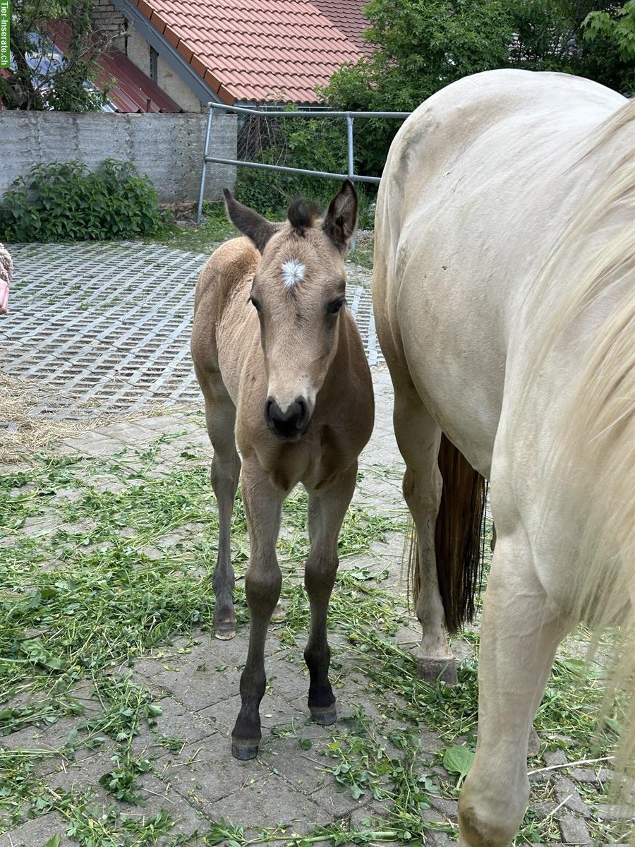 Bild 2: Schönes Quarter Horse Stutfohlen zu verkaufen