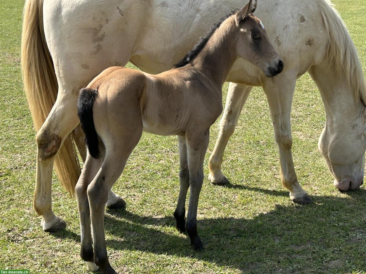 Bild 5: Schönes Quarter Horse Stutfohlen zu verkaufen