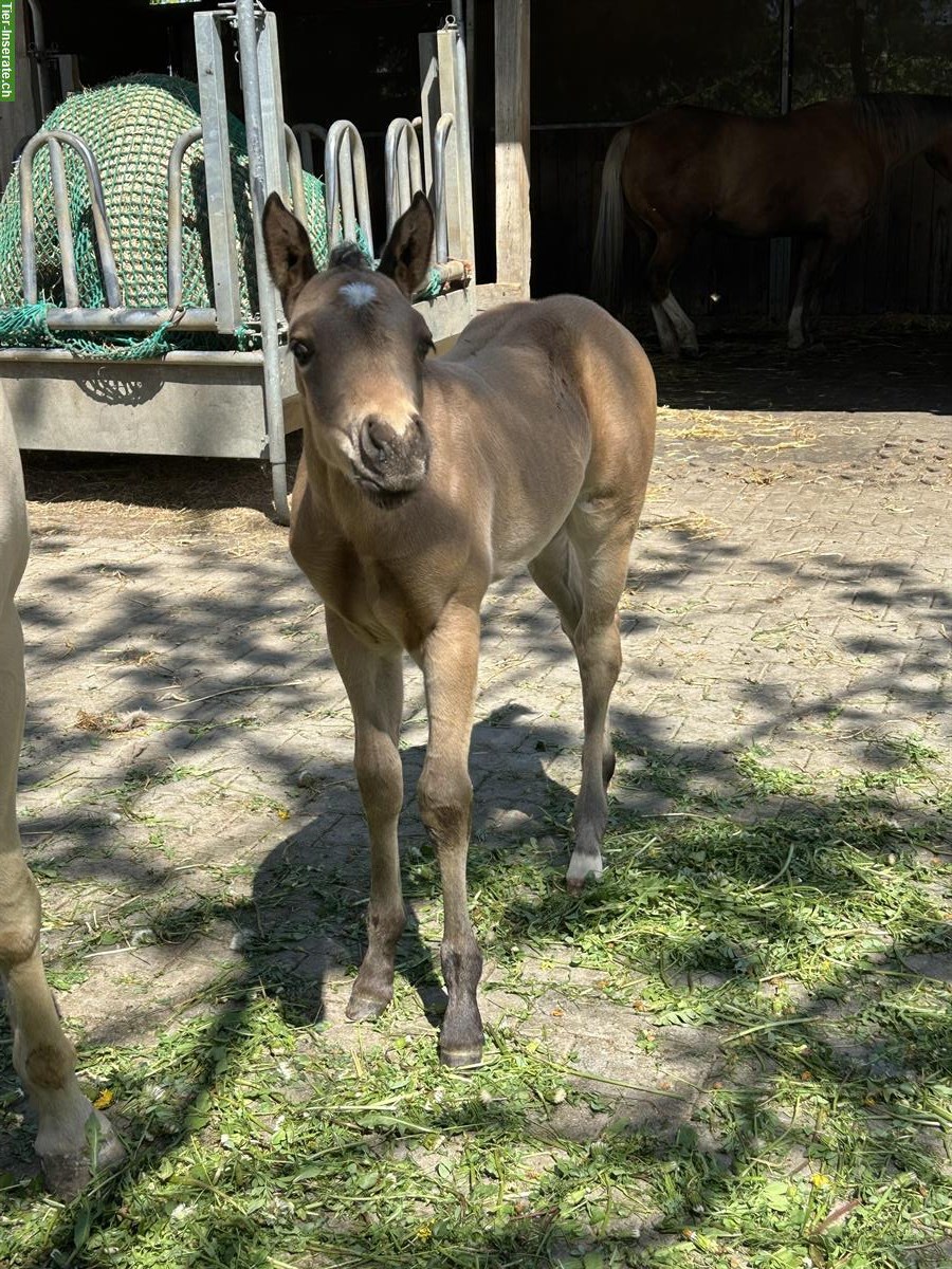 Bild 6: Schönes Quarter Horse Stutfohlen zu verkaufen
