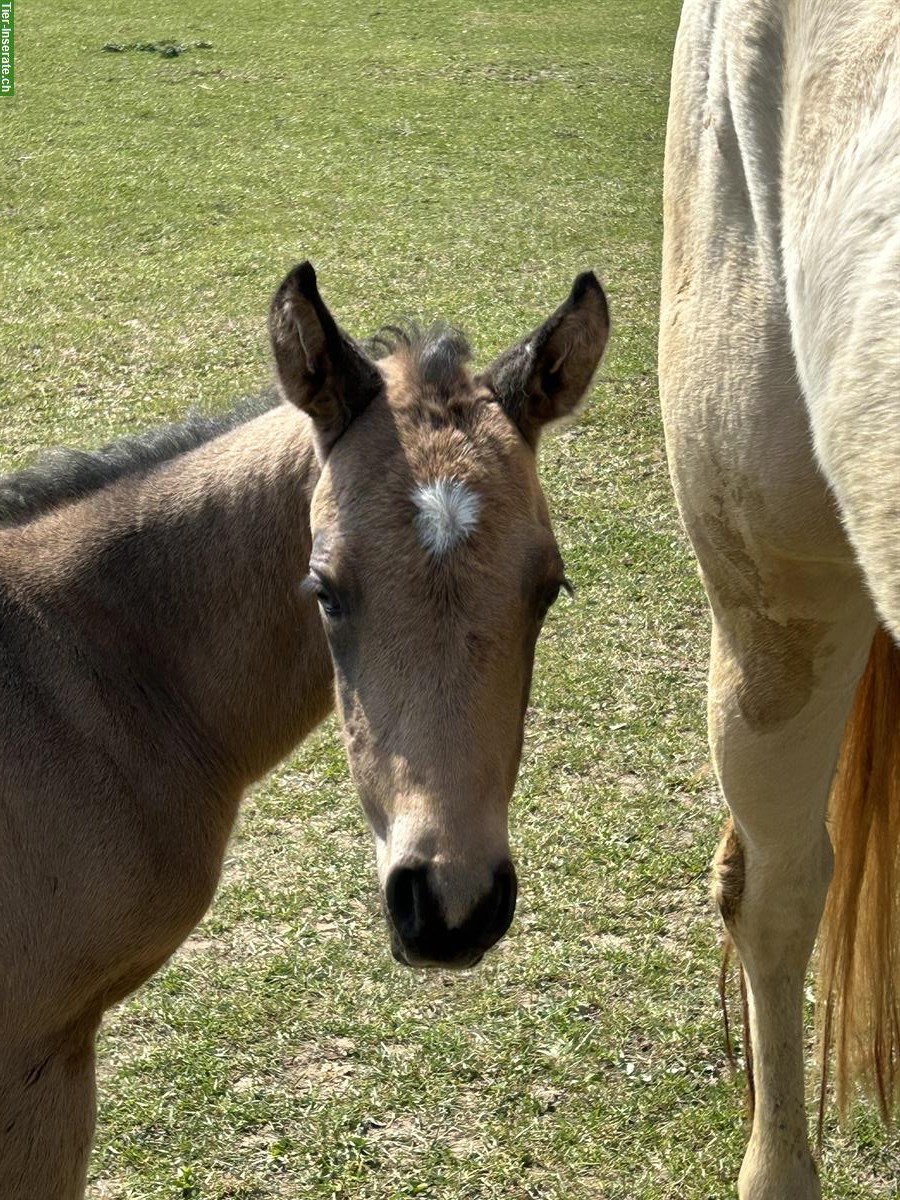 Bild 7: Schönes Quarter Horse Stutfohlen zu verkaufen