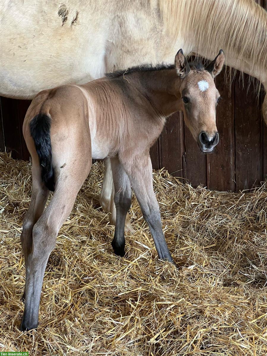 Bild 8: Schönes Quarter Horse Stutfohlen zu verkaufen