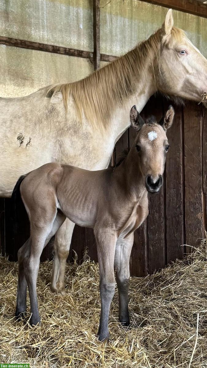 Bild 9: Schönes Quarter Horse Stutfohlen zu verkaufen