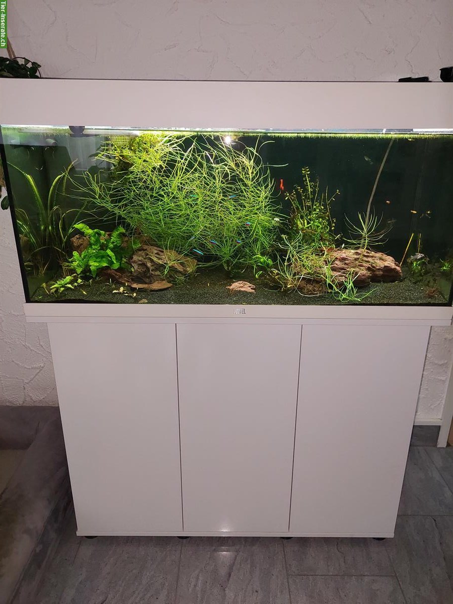 Juwel Aquarium Rio 180 Kombination, weiss