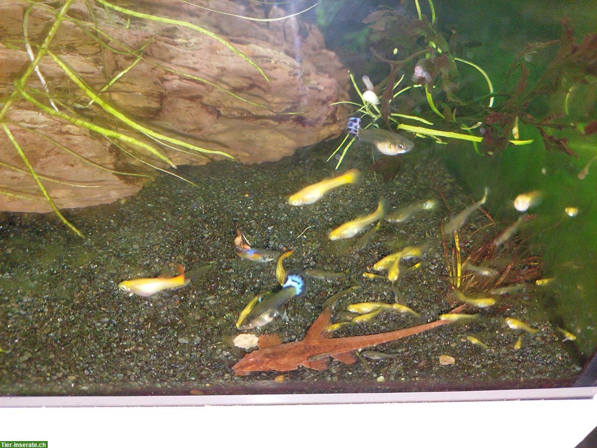 Bild 3: Juwel Aquarium Rio 180 Kombination, weiss