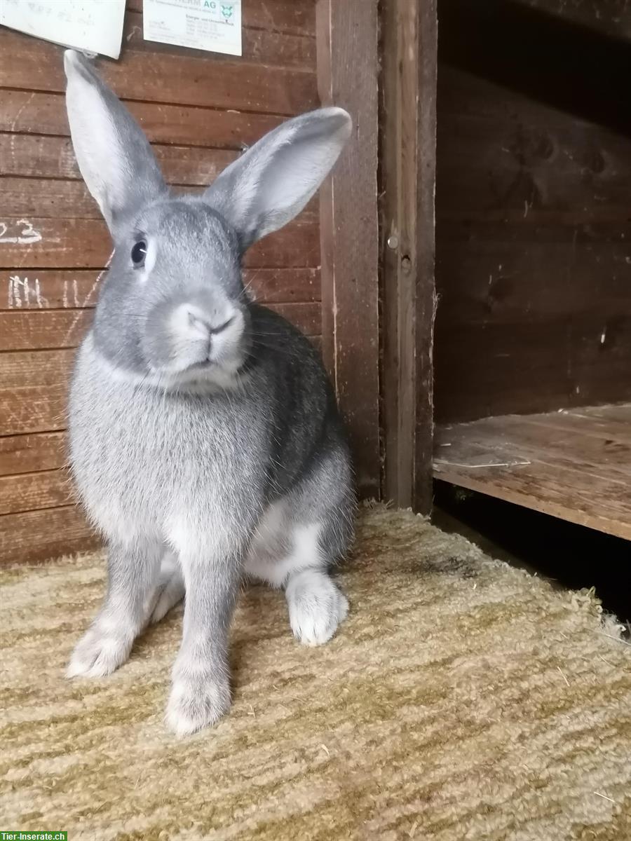 Bild 2: Junge Schweizer Feh Kaninchen zu verkaufen