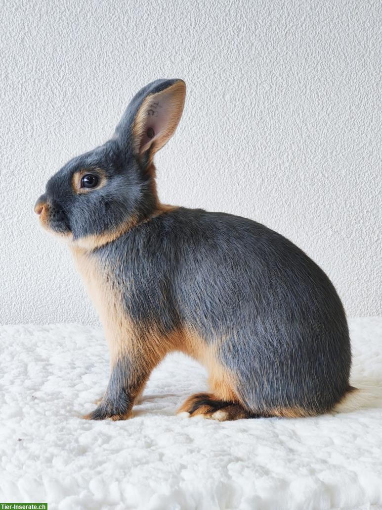 Bild 3: Junge Schweizer Feh Kaninchen zu verkaufen