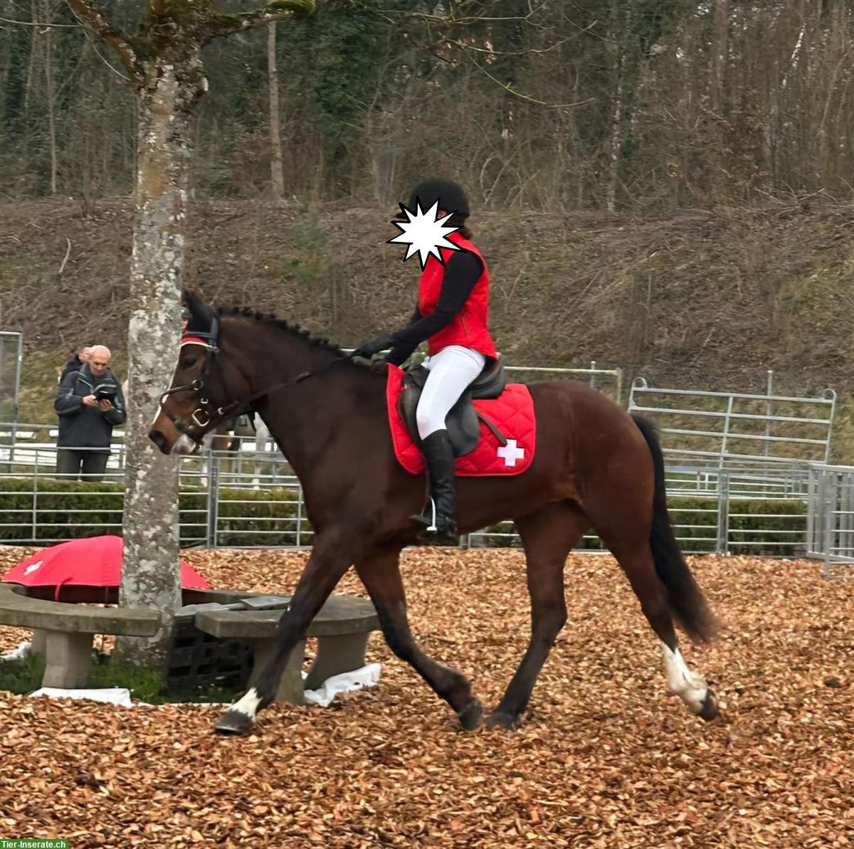 Bild 3: Hübsche Freiberger Mix Stute