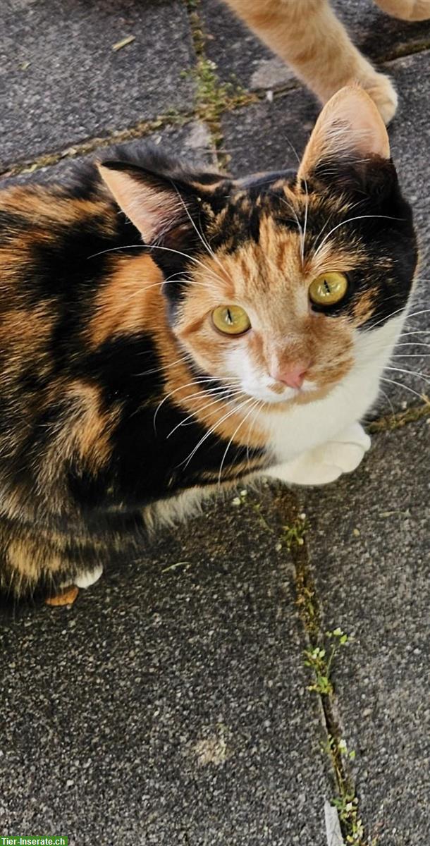 Das wäre unsere Traumkatze (Bild) die wir suchen...