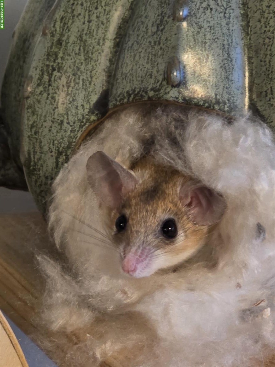 Bild 7: Nachwuchs von Sinai‐Stachelmäuse