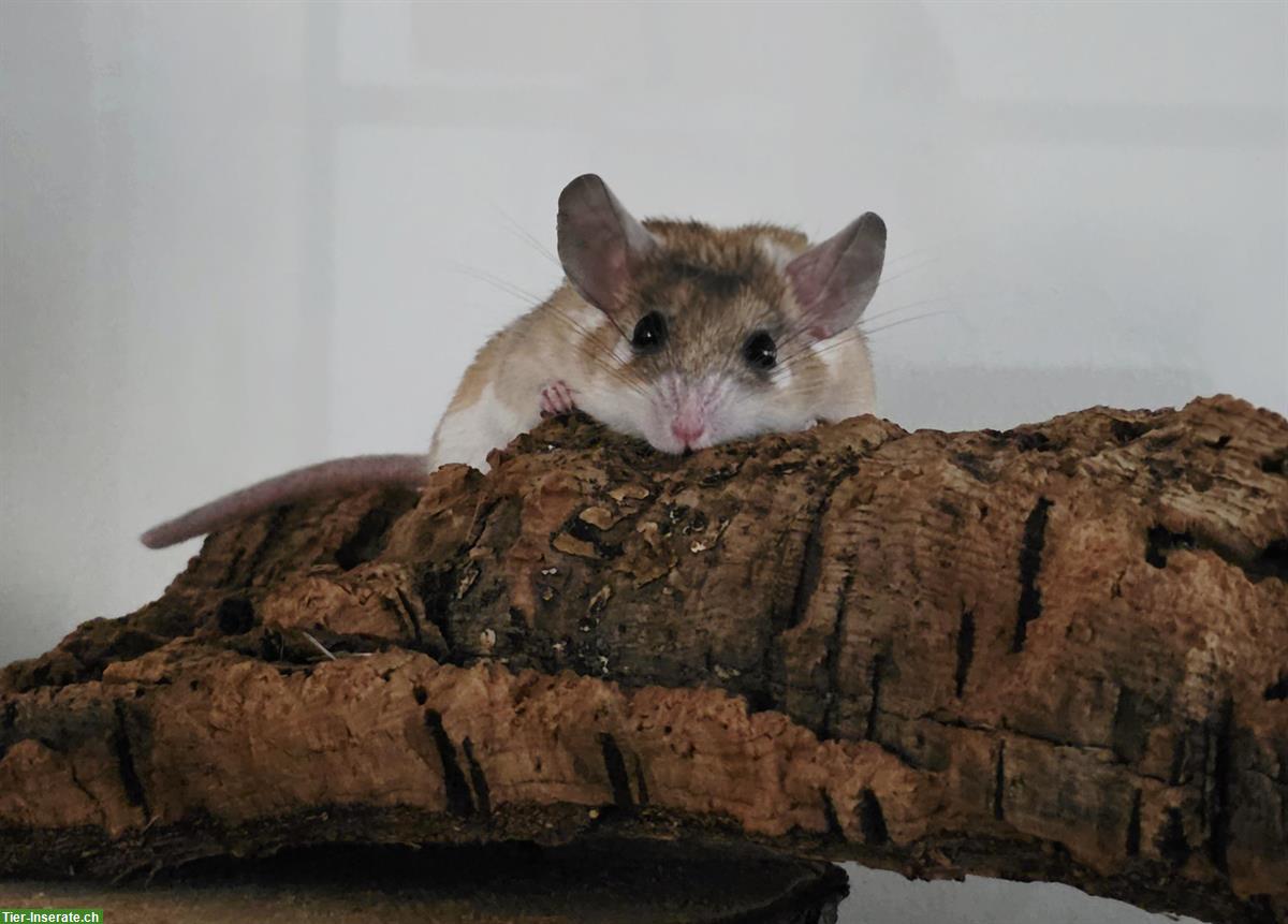 Bild 9: Nachwuchs von Sinai‐Stachelmäuse