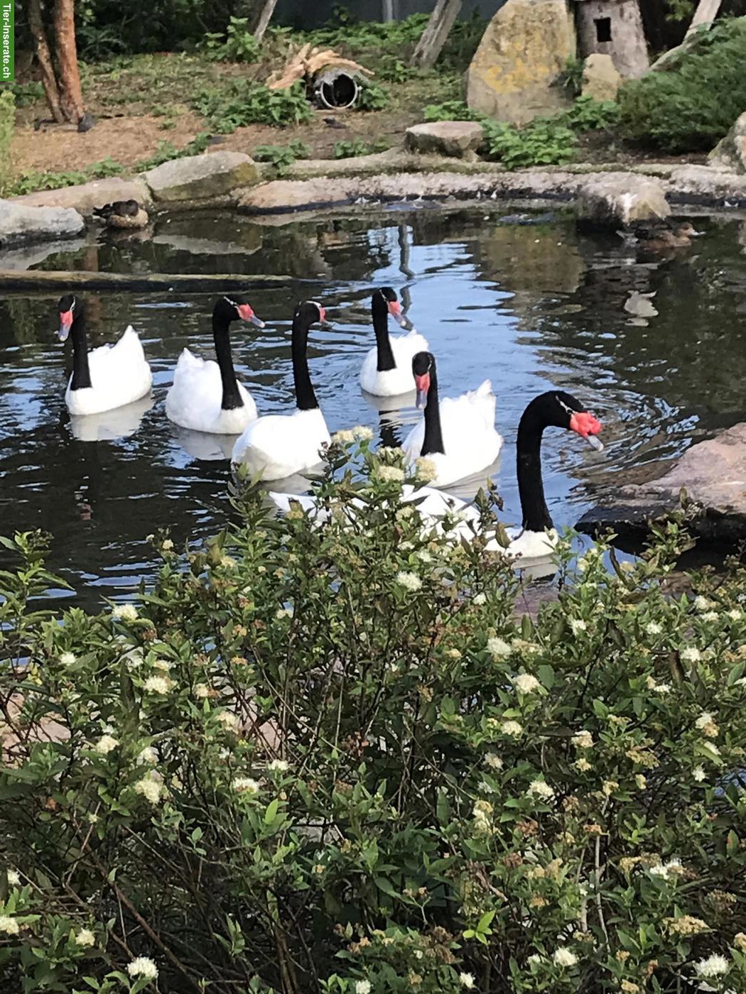 Wasserziergeflügel - Schwäne  - Schuppensäger - Gänsesäger