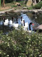 Wasserziergeflügel - Enten - Schuppensäger - Gänsesäger