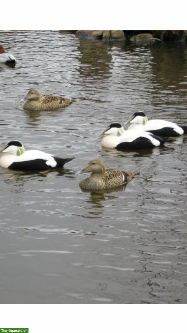 Bild 2: Wasserziergeflügel - Schwäne  - Schuppensäger - Gänsesäger
