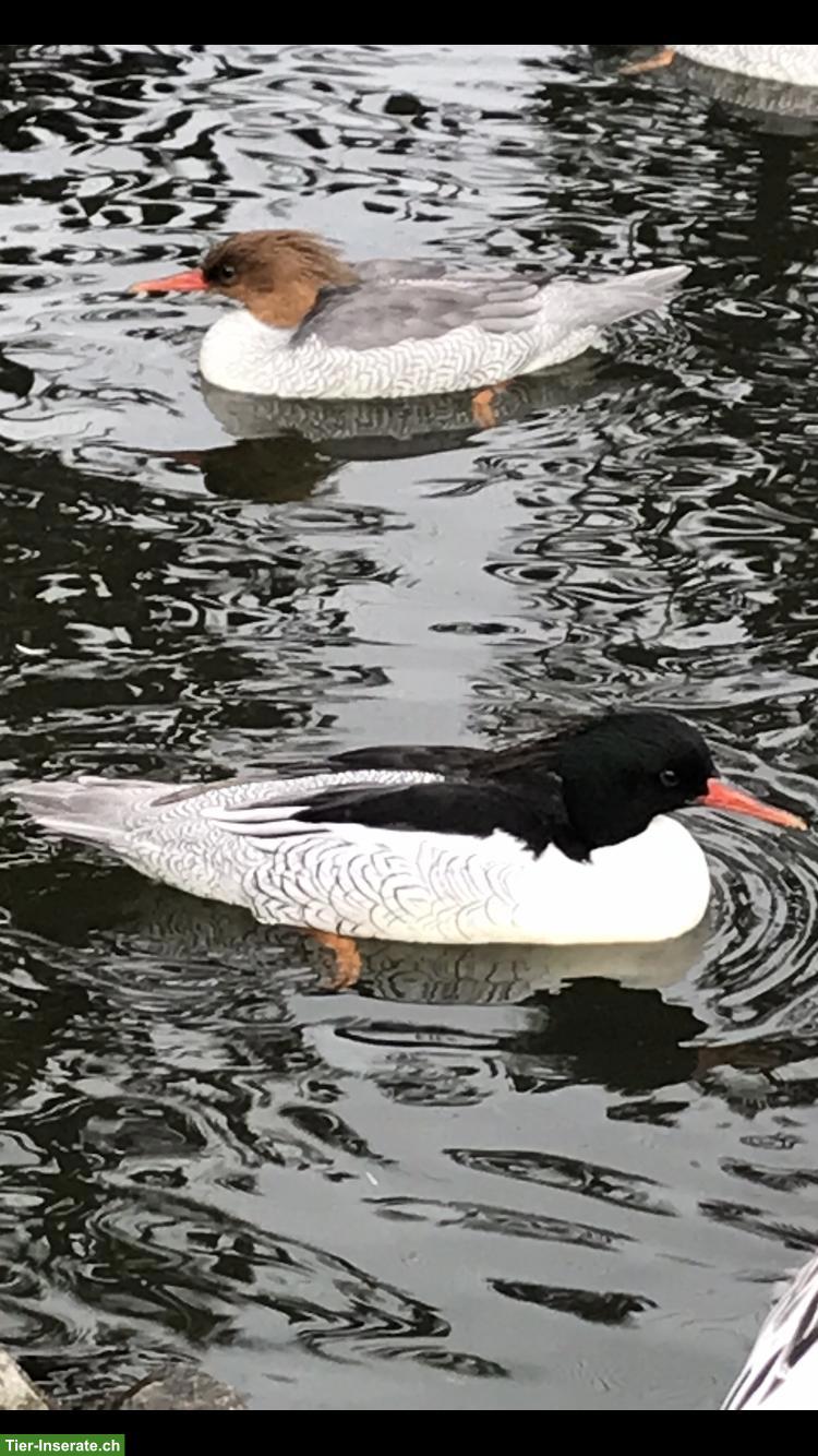 Bild 3: Wasserziergeflügel - Schwäne  - Schuppensäger - Gänsesäger