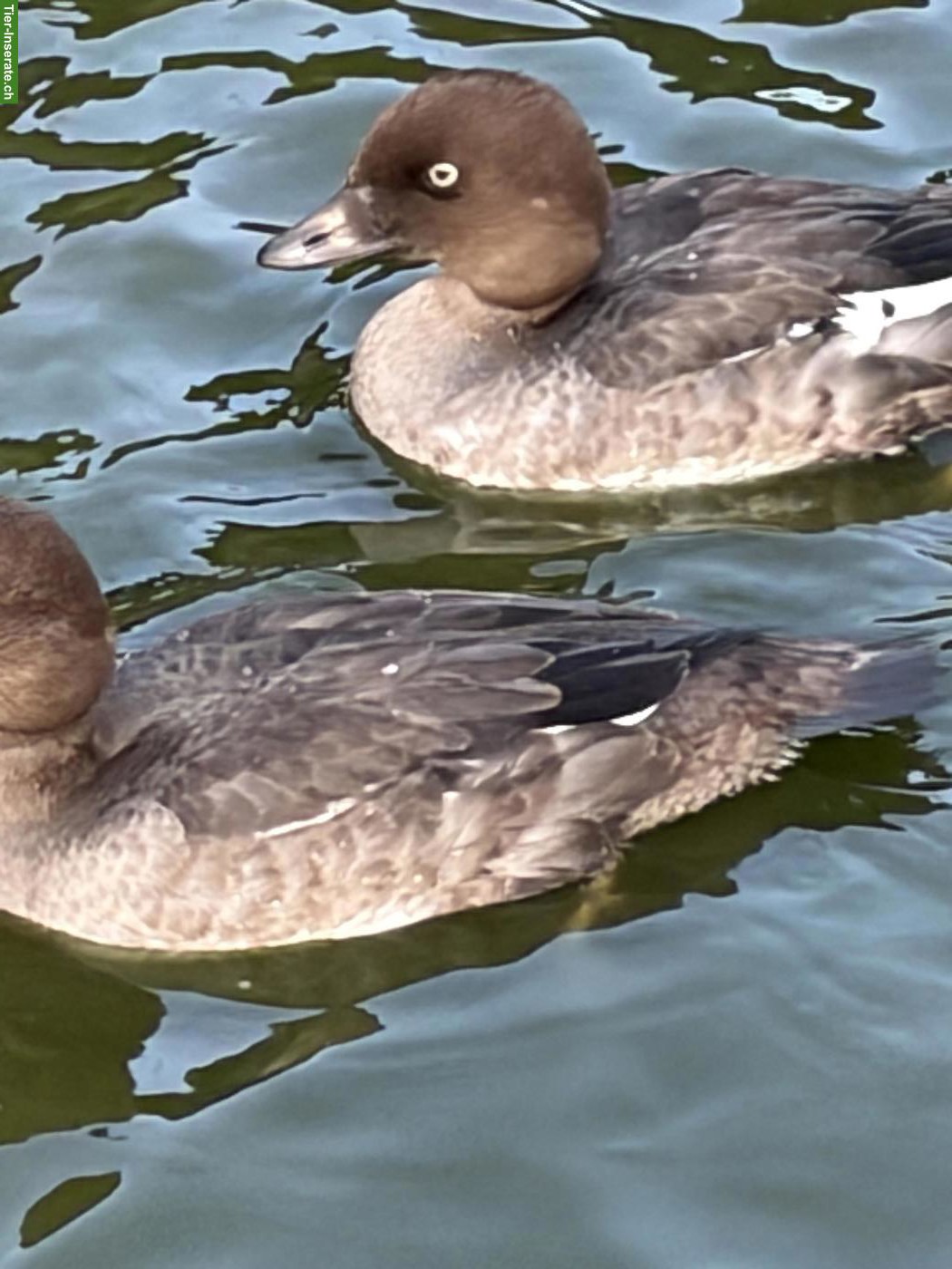 Bild 4: Wasserziergeflügel - Schwäne  - Schuppensäger - Gänsesäger