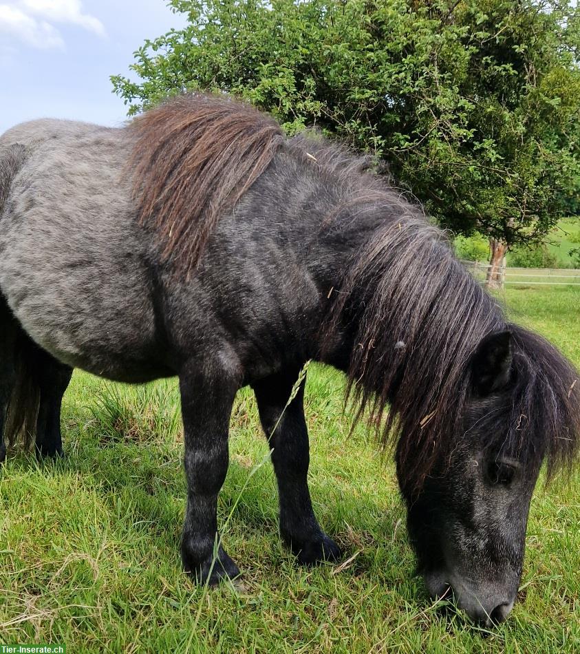 Bild 5: Superherziger Mini Shetty Hengst, 2j. sucht sein Zuhause