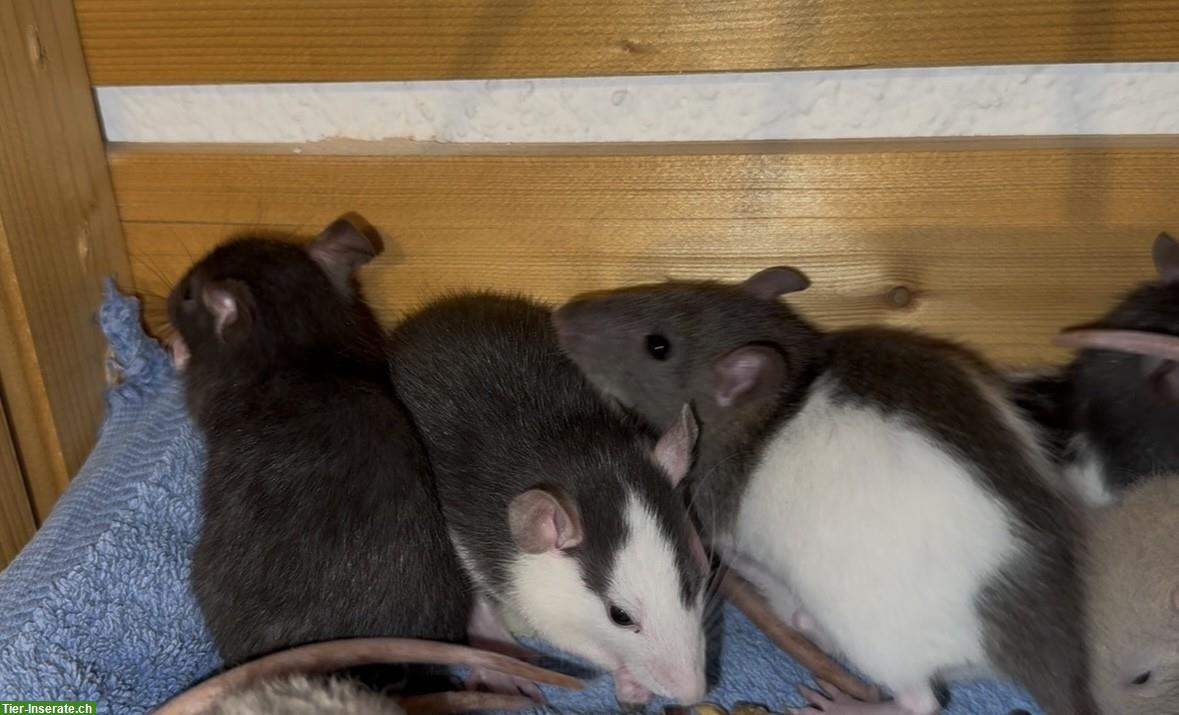 Bild 4: Junge Ratten m & w suchen ein liebevolles Zuhause