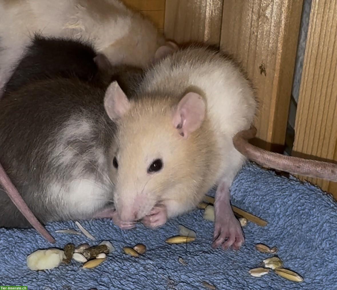 Bild 5: Junge Ratten m & w suchen ein liebevolles Zuhause