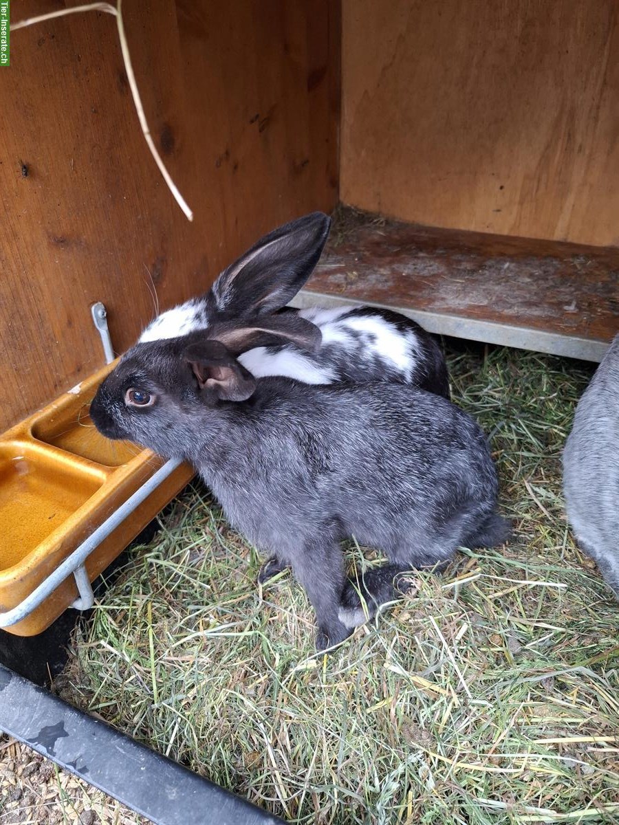 Bild 4: Dreifarben Schecken Kaninchen Rammler zu verkaufen
