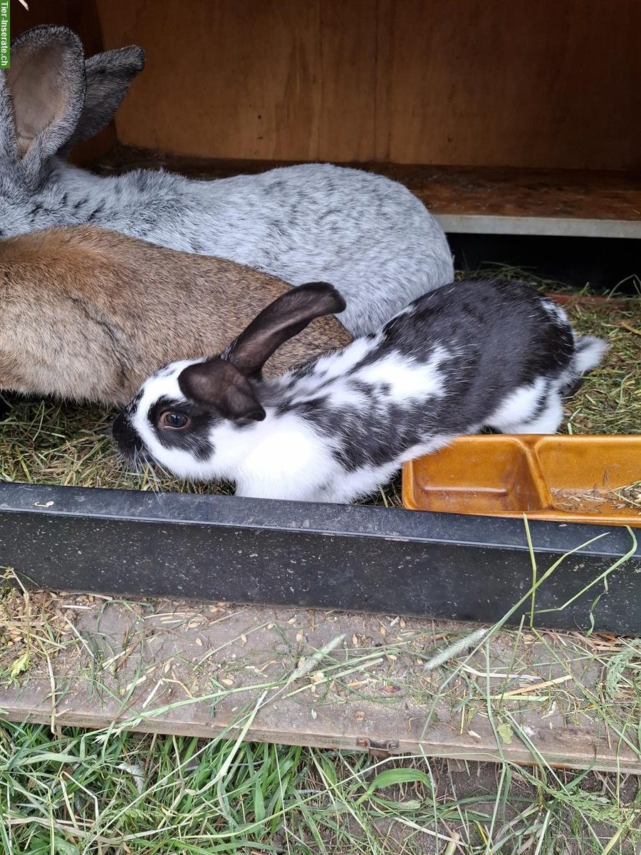 Bild 5: Dreifarben Schecken Kaninchen Rammler zu verkaufen