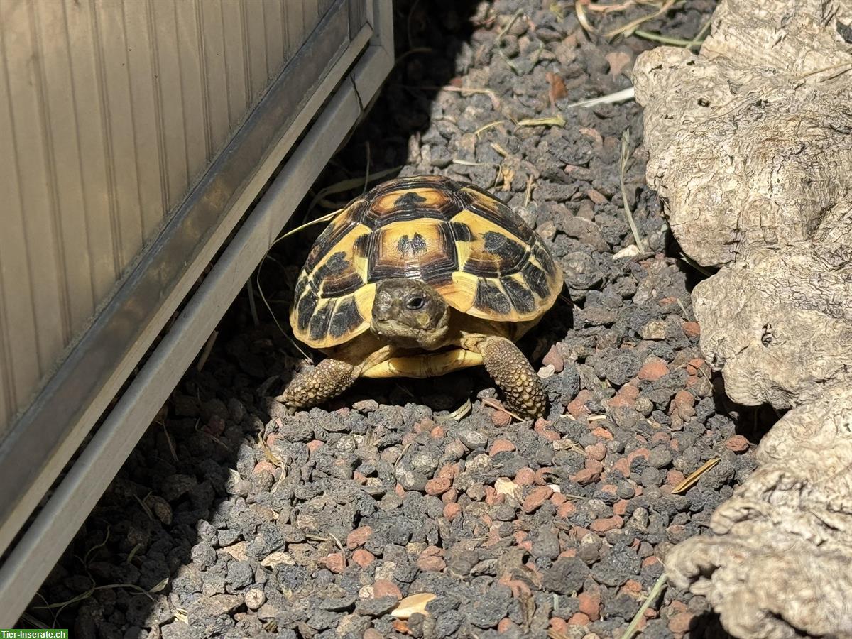 Bild 6: Griechische Landschildkröten der Toskana