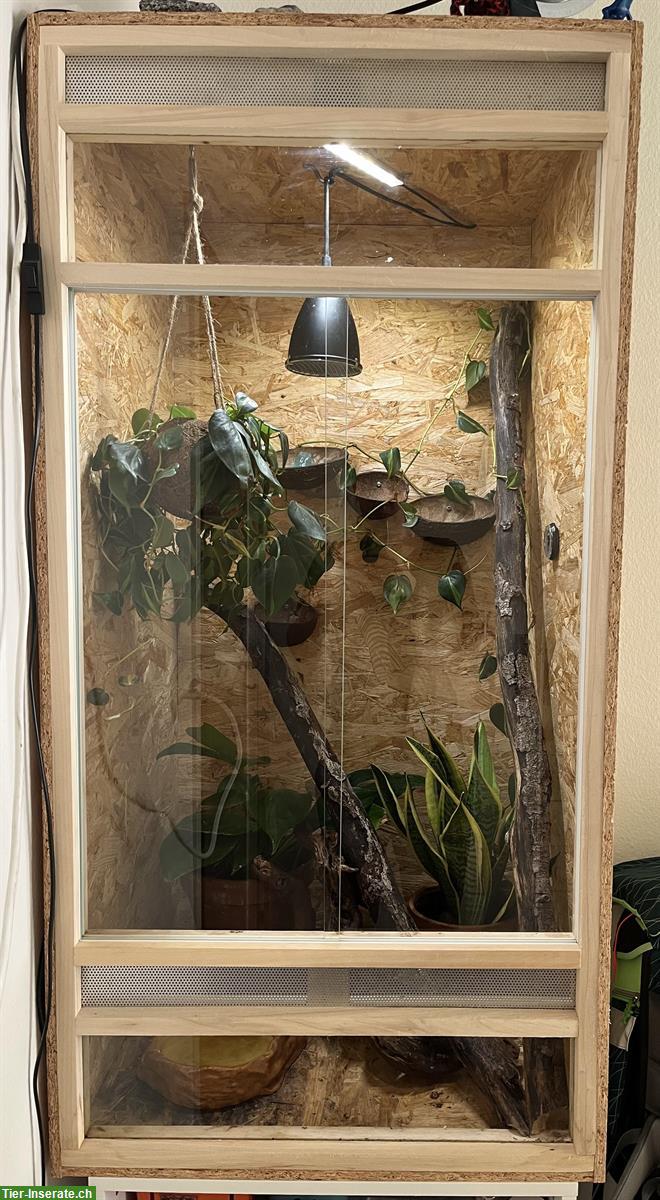 3 Korallenfinger Laubfrösche inkl. Terrarium mit Ausstattung, Möbel