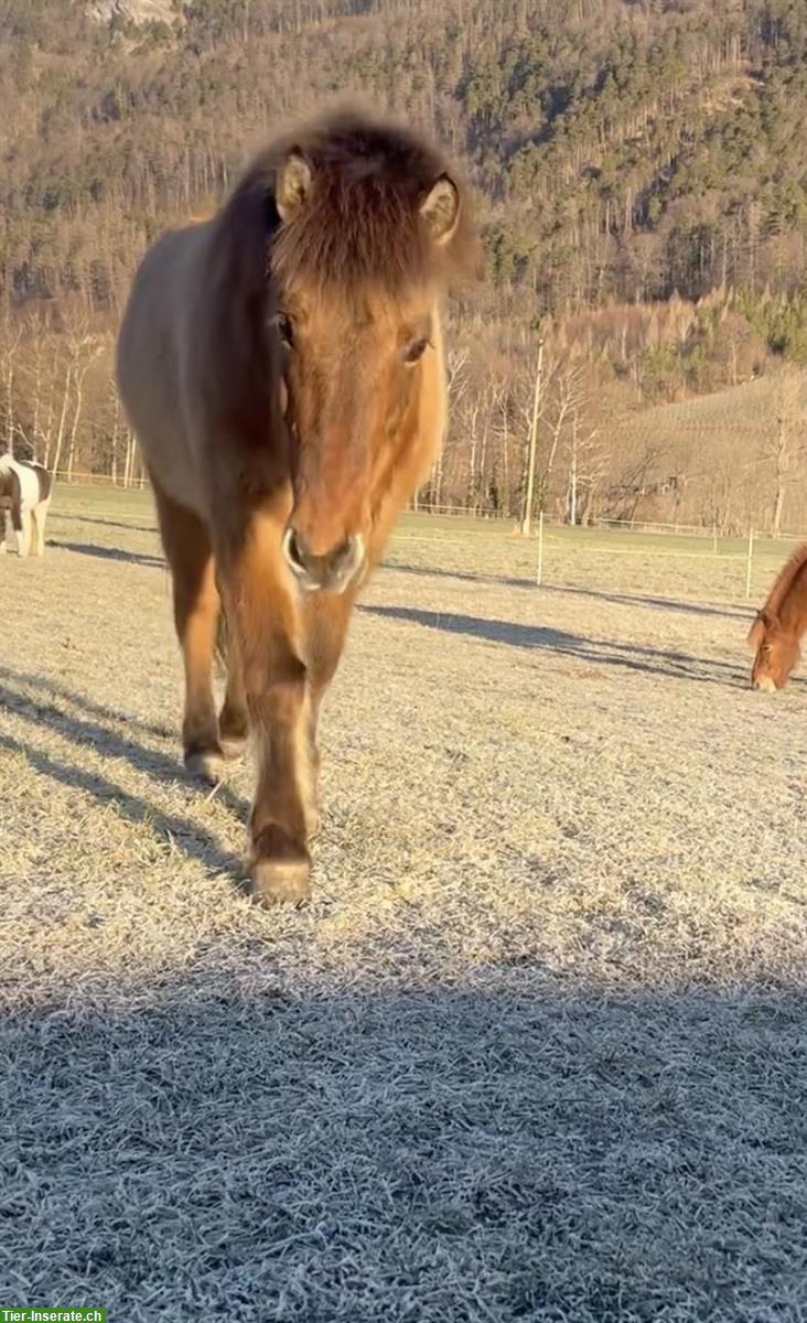 Bild 3: Braunfalbe Isländer Stute - Björk frá Kópavogi