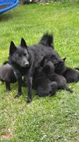 Schipperke Welpen mit Stammbaum