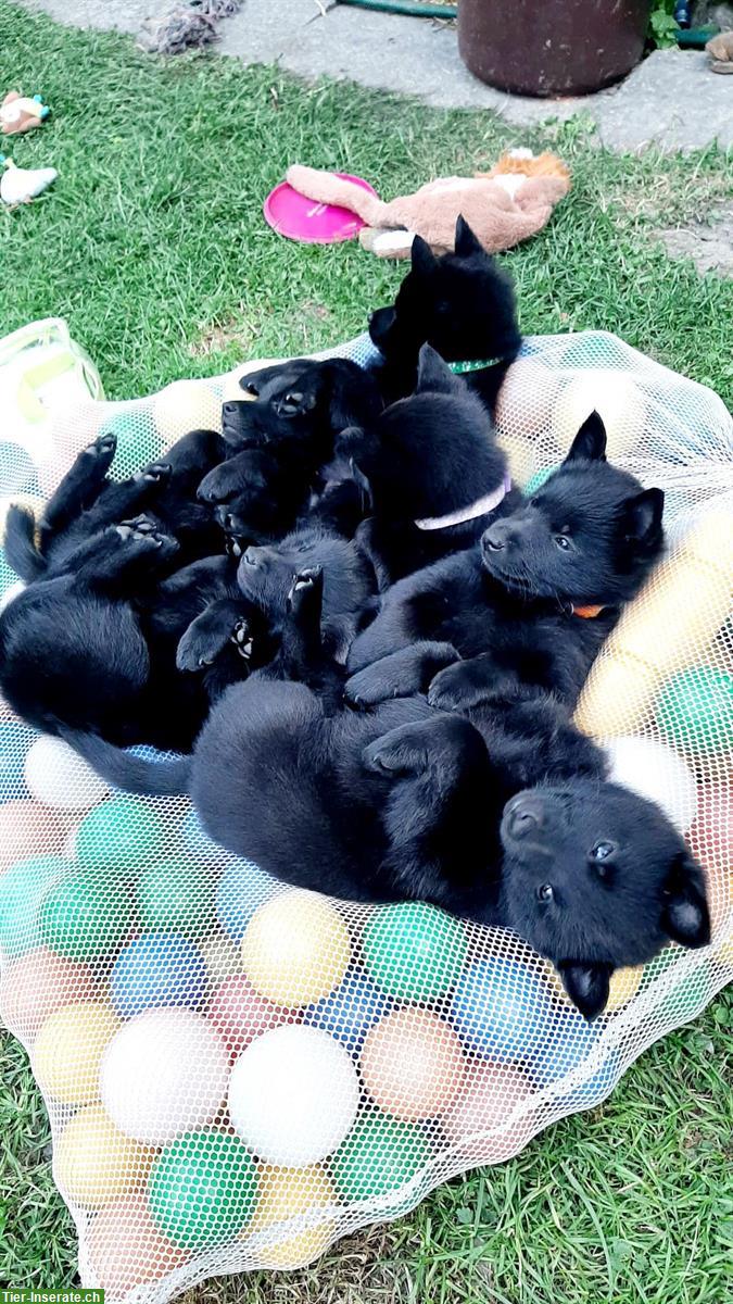 Bild 3: Schipperke Welpen mit Stammbaum