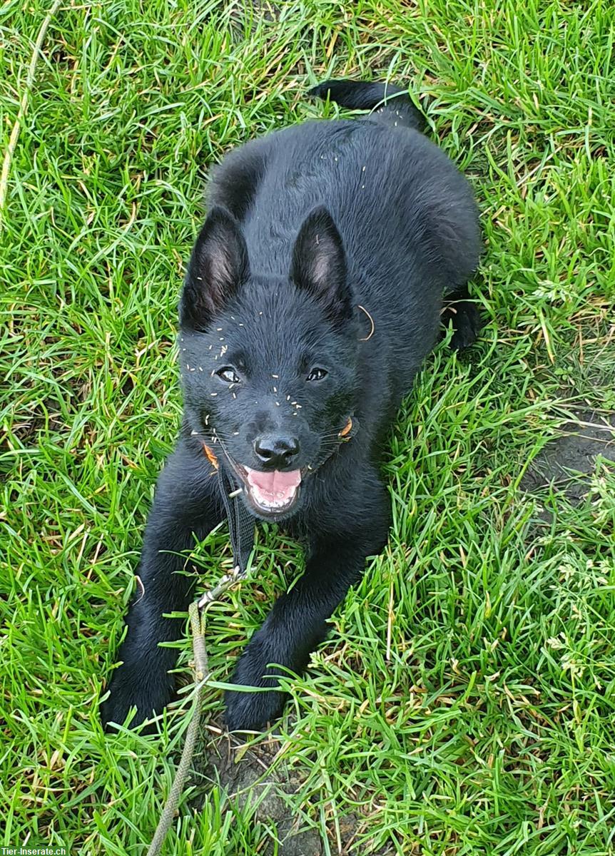 Bild 7: Xoey, Schipperke Welpe mit Stammbaum