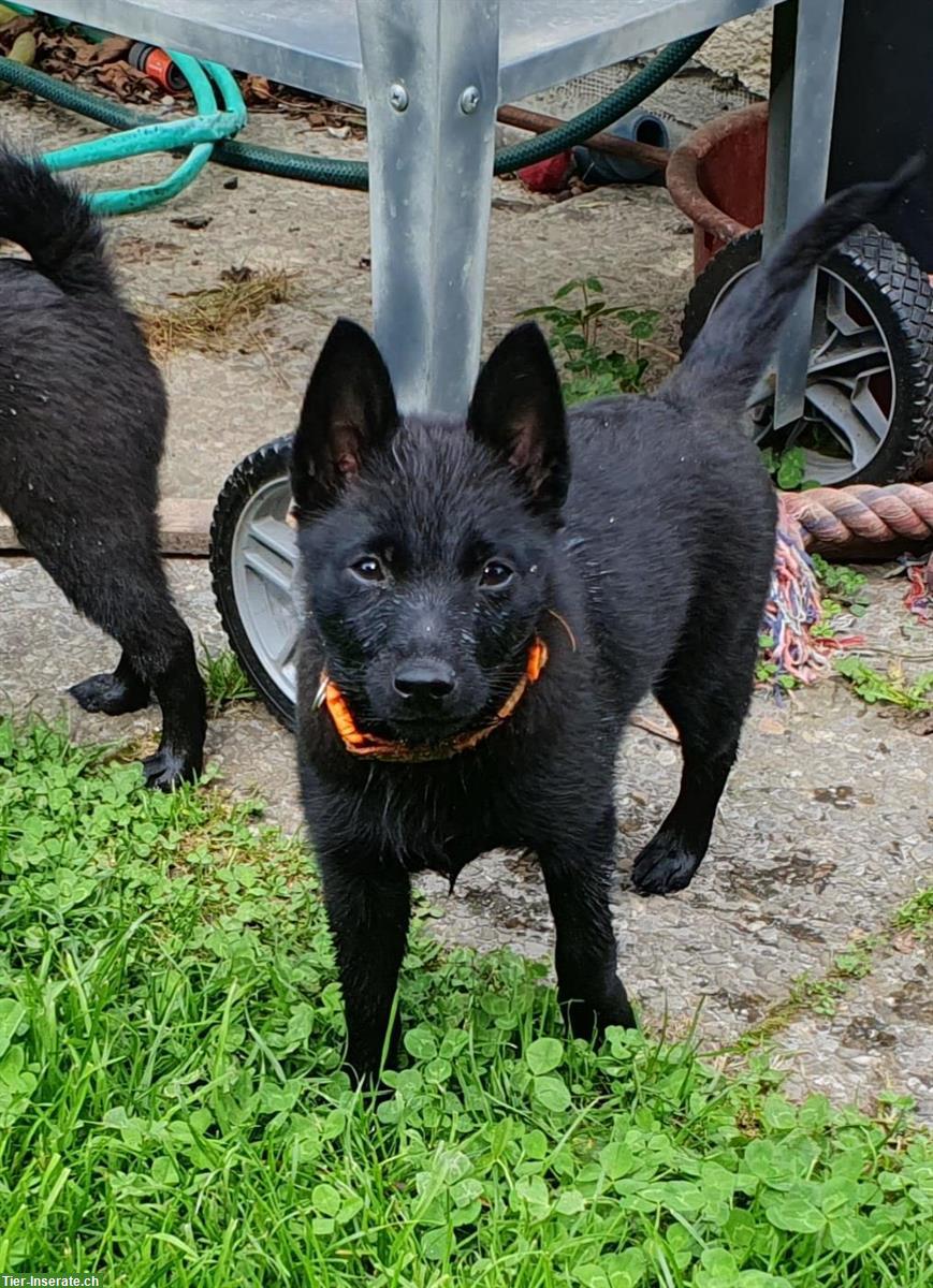 Bild 8: Xoey, Schipperke Welpe mit Stammbaum