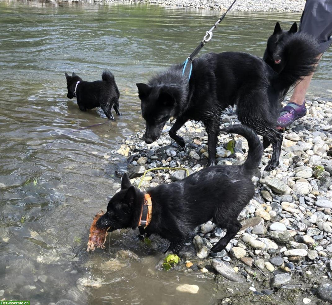 Bild 9: Xoey, Schipperke Welpe mit Stammbaum