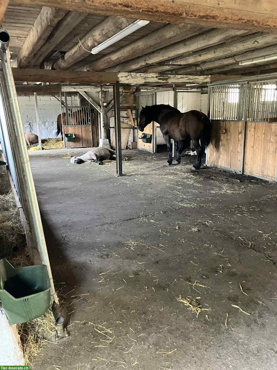 Altersplatz  für Pferde an der Schweizergrenze Waldshut-Tiengen
