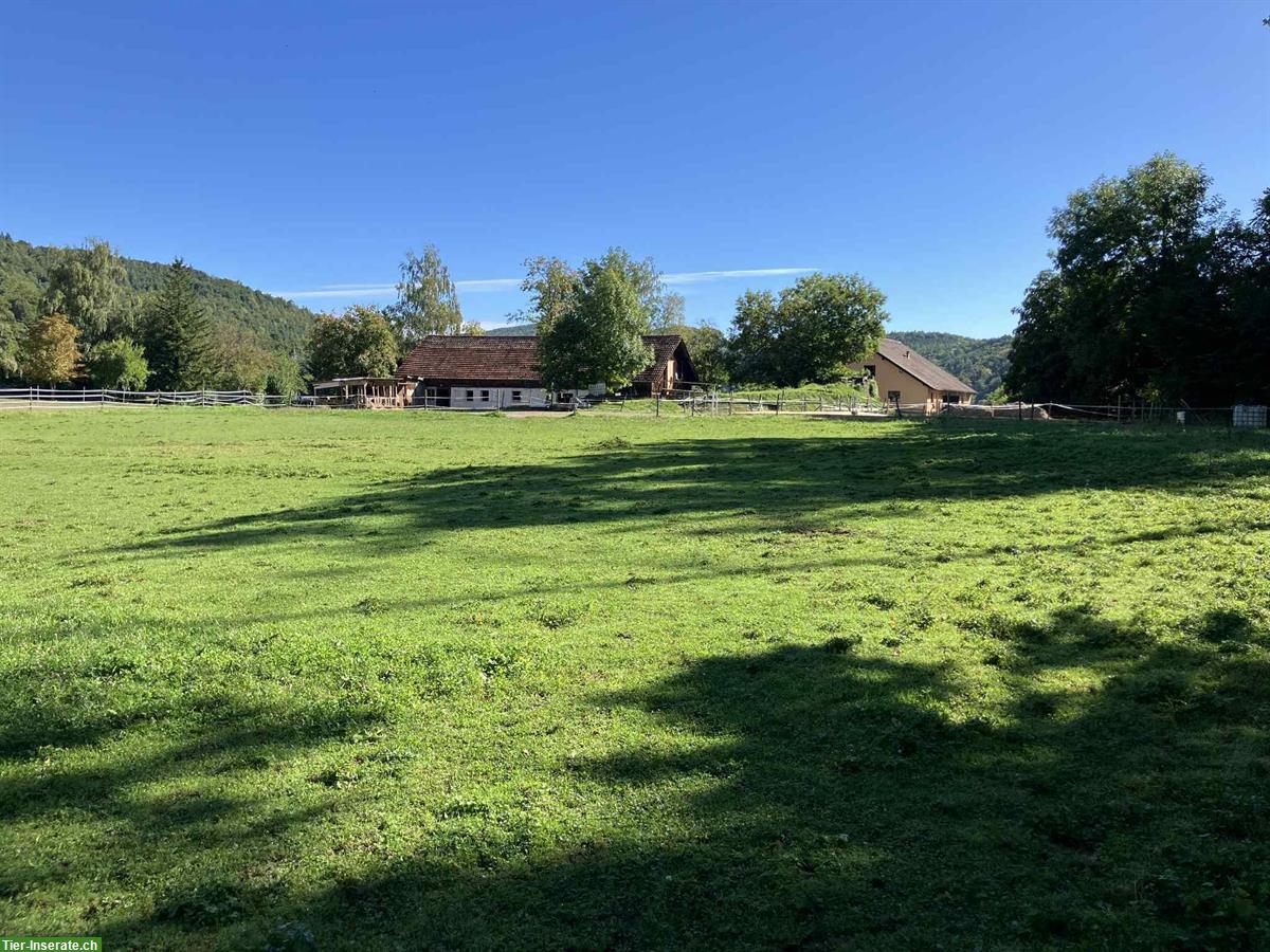 Bild 10: Altersplatz  für Pferde an der Schweizergrenze Waldshut-Tiengen