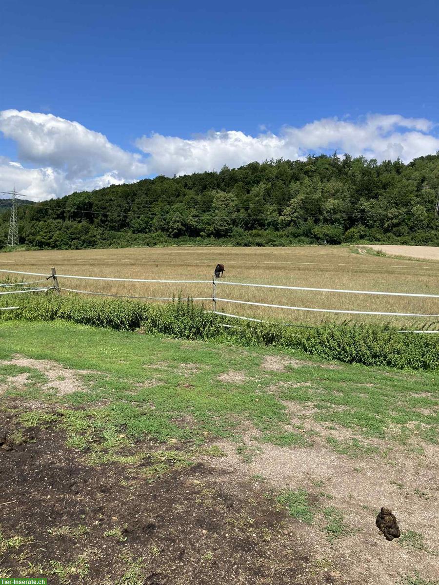 Bild 2: Altersplatz  für Pferde an der Schweizergrenze Waldshut-Tiengen