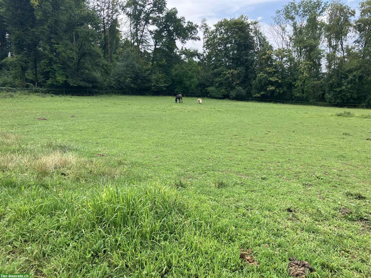 Bild 3: Altersplatz  für Pferde an der Schweizergrenze Waldshut-Tiengen