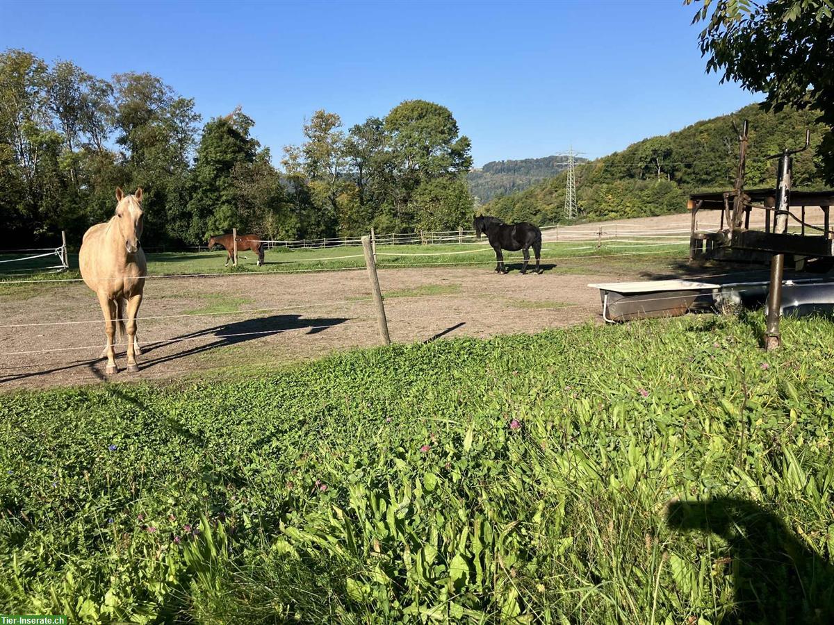 Bild 4: Altersplatz  für Pferde an der Schweizergrenze Waldshut-Tiengen