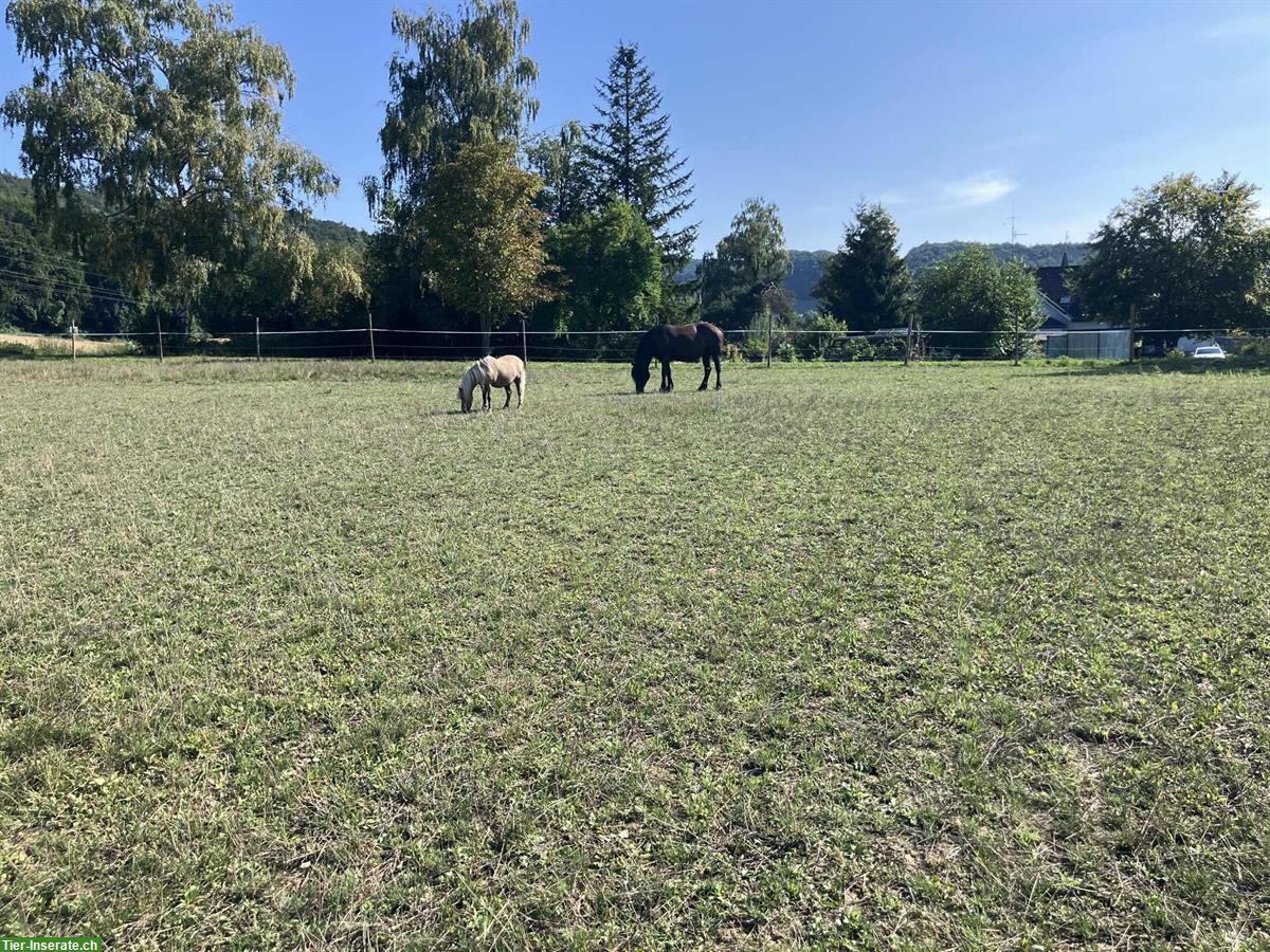 Bild 6: Altersplatz  für Pferde an der Schweizergrenze Waldshut-Tiengen