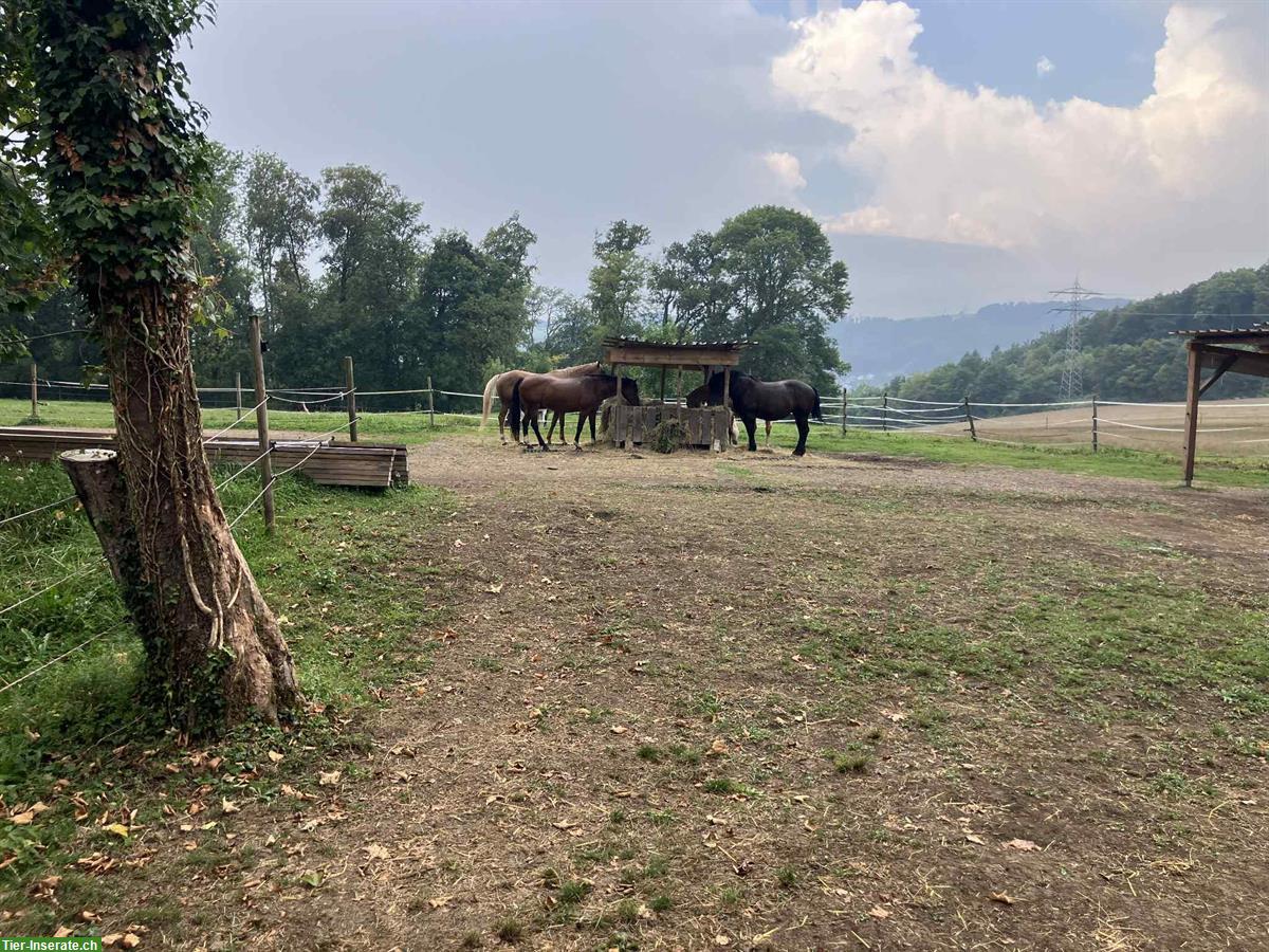Bild 8: Altersplatz  für Pferde an der Schweizergrenze Waldshut-Tiengen
