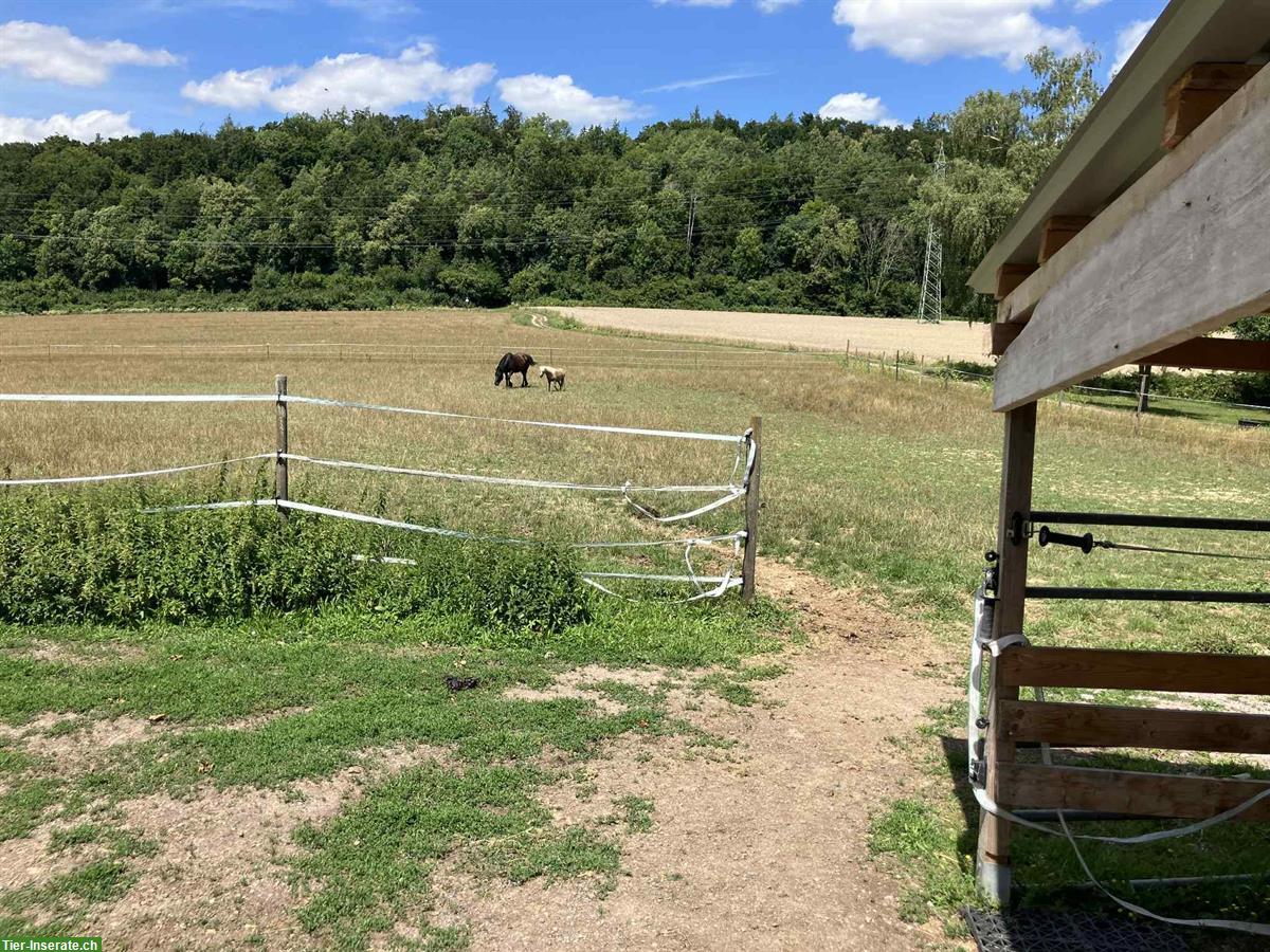 Bild 9: Altersplatz  für Pferde an der Schweizergrenze Waldshut-Tiengen