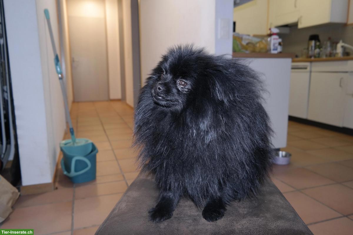 Bild 10: Pomeranian Welpen zur Adoption abzugeben