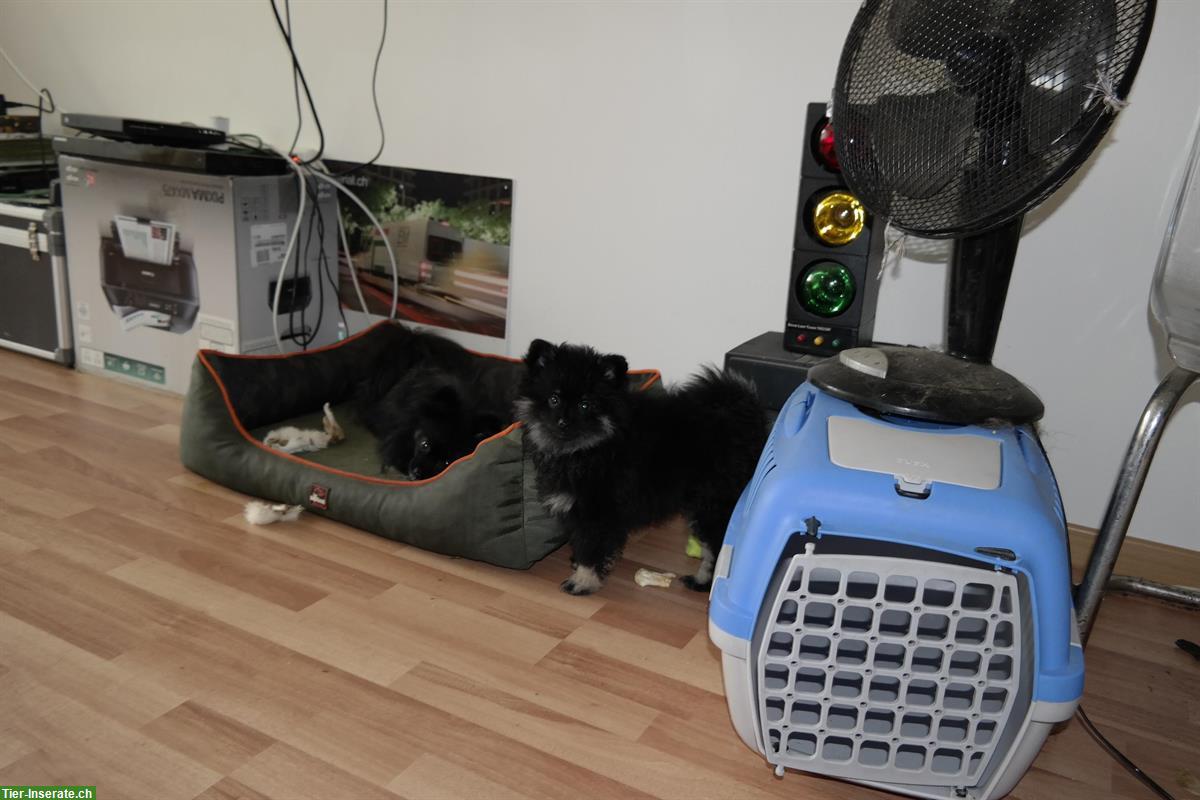Bild 8: Pomeranian Welpen zur Adoption